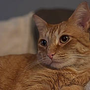 Simon is registered to the contest to win money with this photo: cat, orange_tabby, pet, fur, whiskers, close_up, animal, cute, relaxed, lying_down, domestic_cat, portrait, feline, indoor, mammal, soft_focus, looking_away, ears, nose, eyes