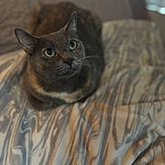 Skye is registered to the contest to win money with this photo: cat, feline, pet, animal, indoor, blanket, cozy, fur, whiskers, ears, eyes, sitting, resting, cute, domestic, comfort, bed, patterned, looking_up, closeup