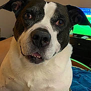 Sheldon is registered to the contest to win money with this photo: dog, black_and_white, indoor, pet, close_up, face, animal, canine, bedroom, blanket, furniture, television, sitting, cute, companion, friendly, fur, ears, nose, eyes