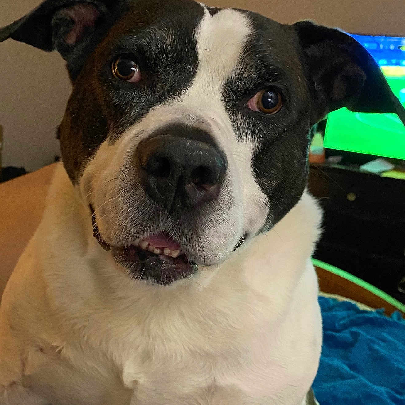 Sheldon is registered to the contest to win money with this photo: animal, bedroom, black_and_white, blanket, canine, close_up, companion, cute, dog, ears, eyes, face, friendly, fur, furniture, indoor, nose, pet, sitting, television