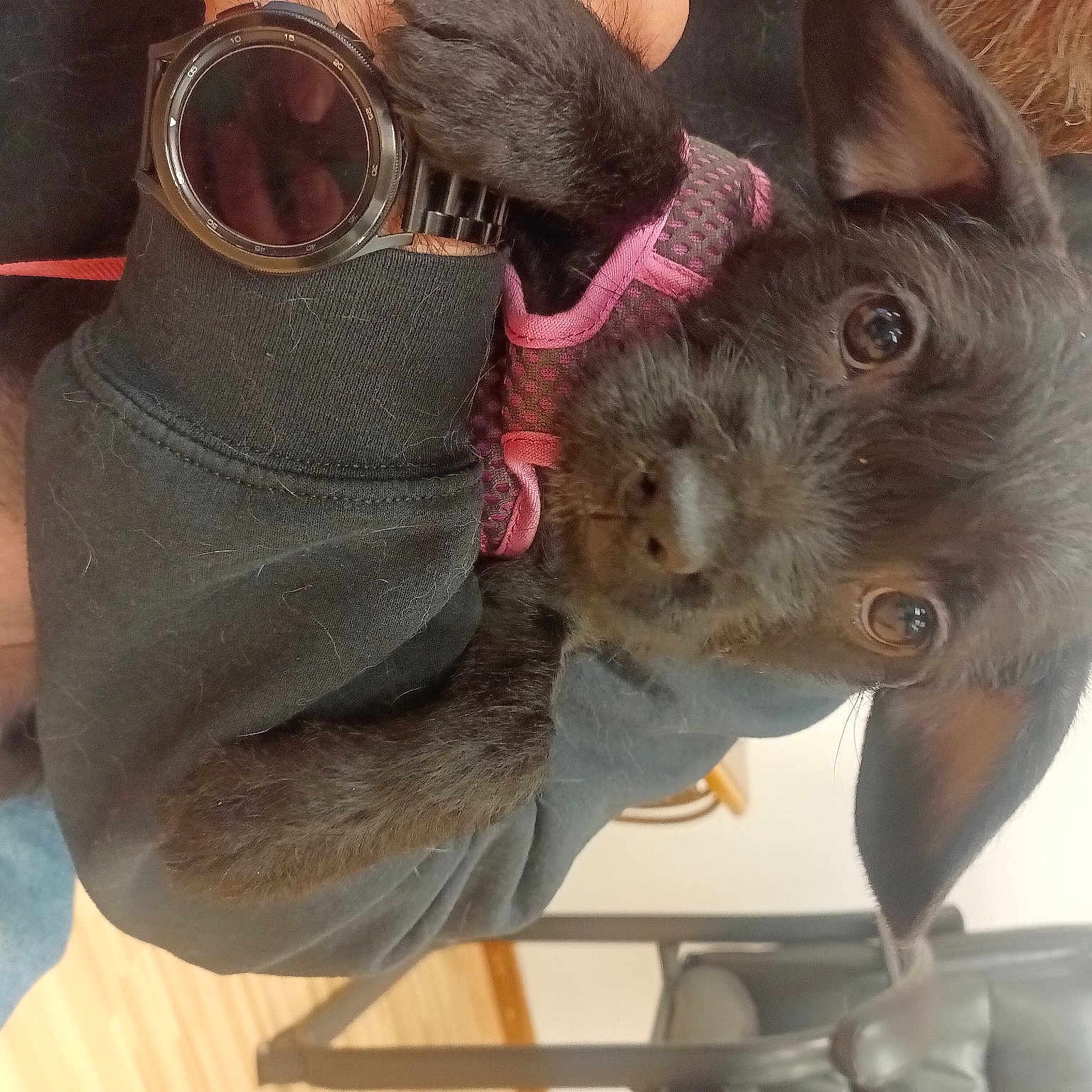 Lucy joined the competition — help win amazing prizes! ear, elephants_and_mammoths, fawn, flesh, fur, hat, liver, livestock, pack_animal, snout, vertebrate, working_animal, wrinkle