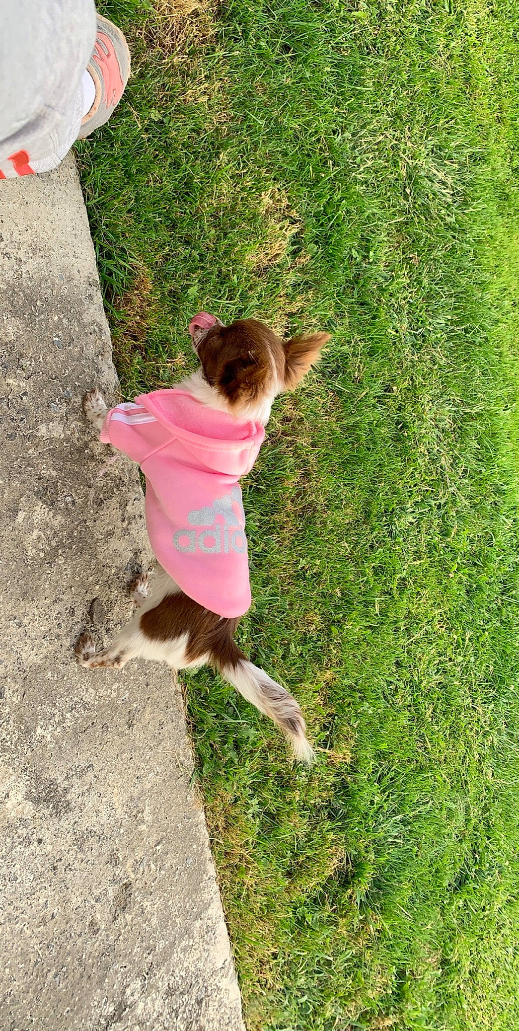 Pookie a rejoint le concours — aidez-le/la à gagner de superbes lots ! child, fun, grass, pink, plant, play