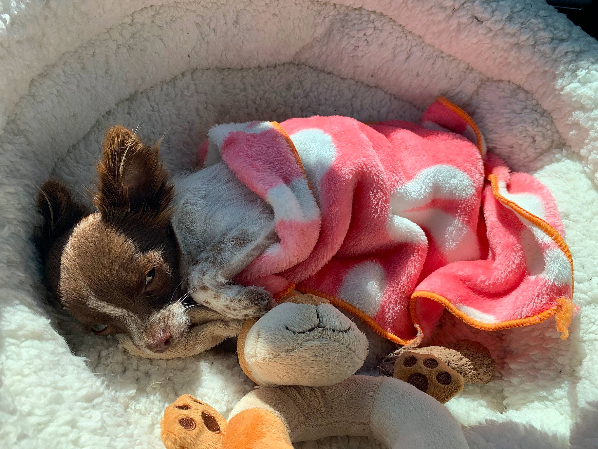 Pookie participe au concours pour gagner de l'argent avec cette photo : birth, child, fawn, nap, pink, snout