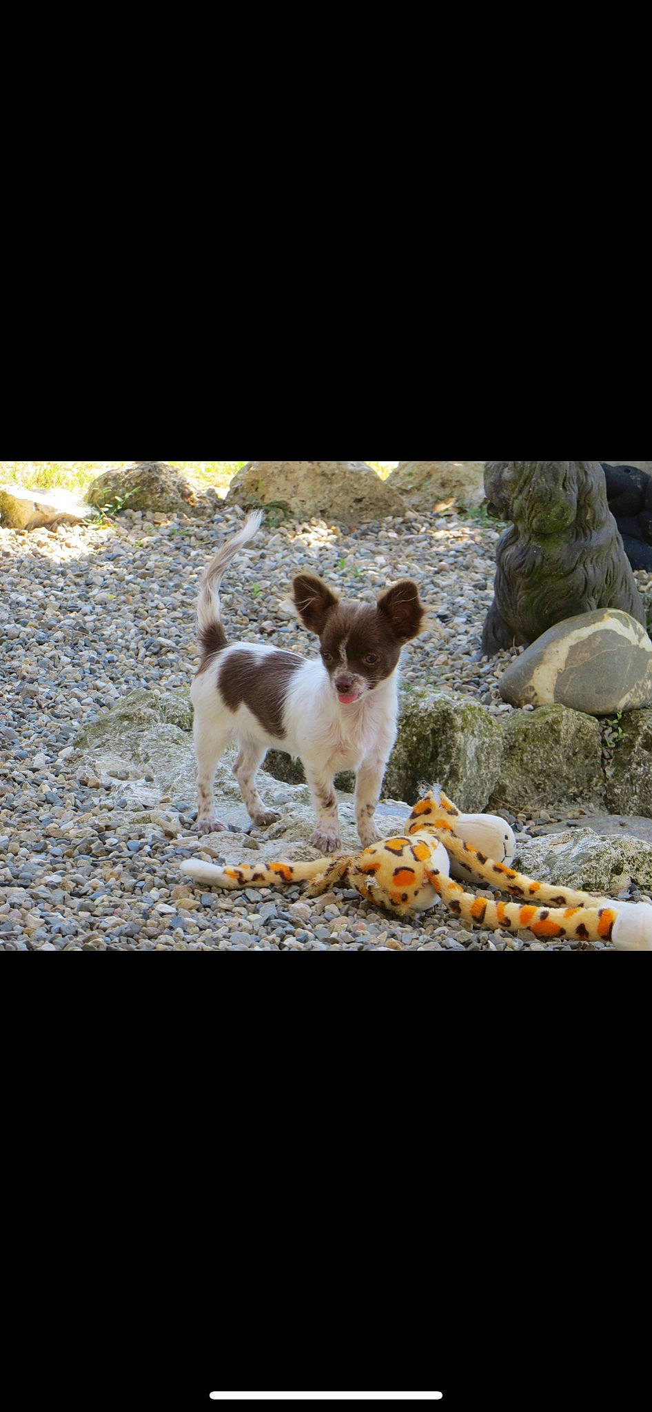 Pookie participe au concours pour gagner de l'argent avec cette photo : brittany, canidae, carnivore, chihuahua, companion_dog, dog, dog_breed, fawn, jack_russell_terrier, mammal, rat_terrier, sporting_group, teddy_roosevelt_terrier, tenterfield_terrier, vertebrate