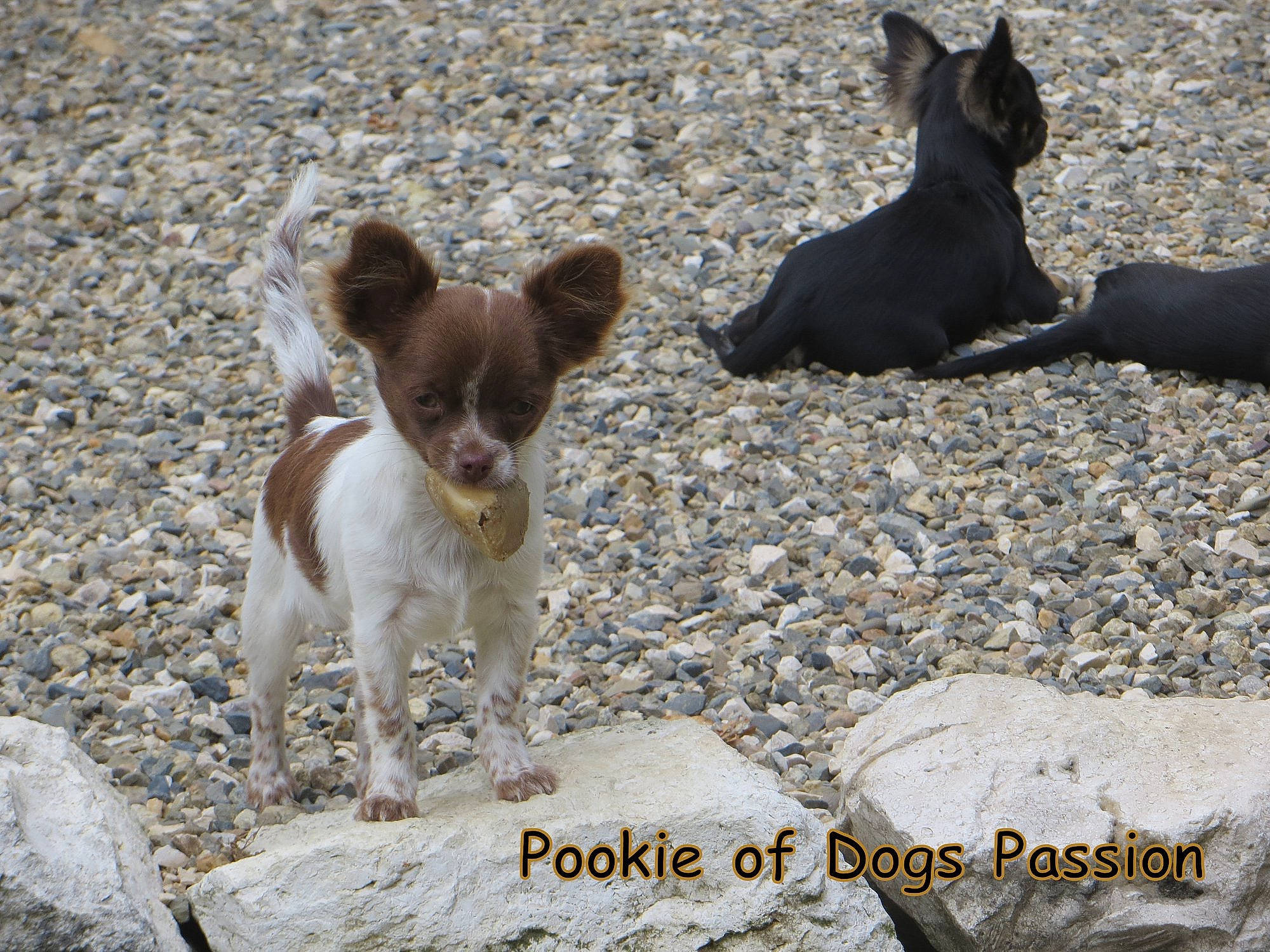 Pookie a rejoint le concours — aidez-le/la à gagner de superbes lots ! canidae, carnivore, chihuahua, companion_dog, dog, dog_breed, fawn, mammal, miniature_fox_terrier, puppy, russkiy_toy, sporting_group, teddy_roosevelt_terrier, toy_dog, toy_fox_terrier, vertebrate