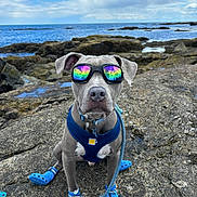 Bleu Cheese is registered to the contest to win money with this photo: dog, sunglasses, blue_shoes, rocky_terrain, ocean, sky, clouds, leash, harness, pet, canine, outdoor, water, nature, reflection, summer, accessories, portrait, sitting, fashion