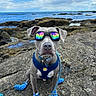 dog, sunglasses, blue_shoes, rocky_terrain, ocean, sky, clouds, leash, harness, pet, canine, outdoor, water, nature, reflection, summer, accessories, portrait, sitting, fashion