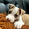 animal, blanket, blue_eyes, brown_and_white, close_up, couch, cowboy_hat, cozy, cute, dog, floppy_ears, indoors, lying_down, paw, pet, portrait, puppy, resting, sleepy, sofa