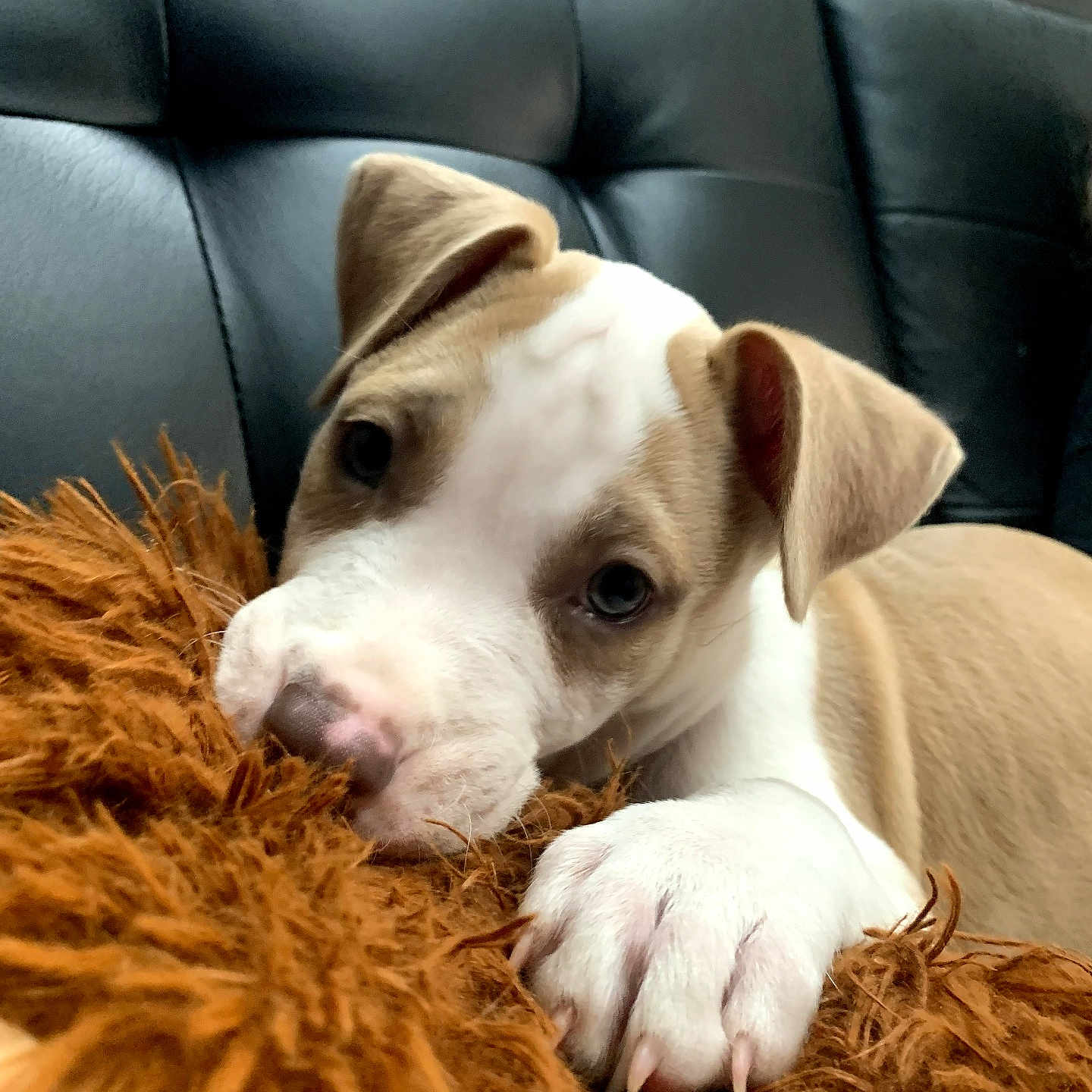 Milo