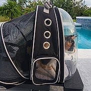 Cheetara joined the competition — help win amazing prizes! animal, bubble_backpack, cat, daytime, greenery, leisure, mesh, outdoor, pet, pet_carrier, plastic_window, poolside, relaxation, resting, side_view, summer, sunlight, travel, vacation, zippers