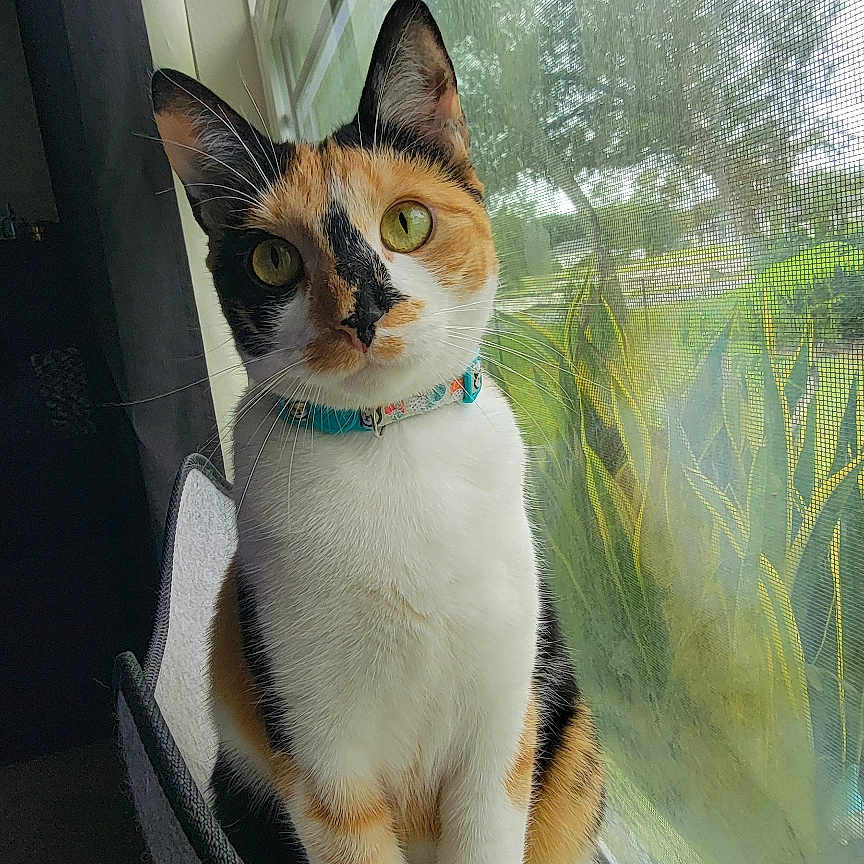 Cheetara joined the competition — help win amazing prizes! abyssinian, accessories, animal, canine, cat, chair, collar, dog, furniture, homedecor, hound, kitten, leash, manx, pet, siamese, strap, window, windowsill, wood