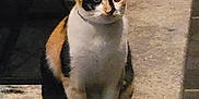 Cheetara is registered to the contest to win money with this photo: abyssinian, accessories, animal, cat, city, egyptiancat, flagstone, kitten, leash, manx, path, pet, road, siamese, sidewalk, slate, strap, street, urban, walkway