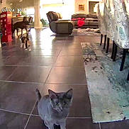 Baloo is registered to the contest to win money with this photo: cat, dog, living_room, tile_floor, area_rug, dining_chair, sofa, recliner, pet_camera, timestamp, watermark, indoor, furniture, hallway, small_pet, curious_look, home_interior, floor_tiles, wide_angle, playful