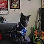 Baloo is registered to the contest to win money with this photo: cat, gray_cat, pet, jersey, sofa, couch, pillow, guitar, electric_guitar, volleyballs, shelf, posters, wall_art, living_room, indoor, toy, figurine, decor, music, sitting