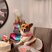 Sophie joined the competition — help win amazing prizes! birthday, birthday_balloon, birthday_banner, cake, centerpiece, chair, cookies, corgi, decorated_cookie, dog, festive, indoor, mirror, party_decor, party_table, pink_bandana, slice_of_cake, smiling_dog, sweater, tableware