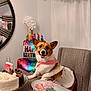 birthday, birthday_balloon, birthday_banner, cake, centerpiece, chair, cookies, corgi, decorated_cookie, dog, festive, indoor, mirror, party_decor, party_table, pink_bandana, slice_of_cake, smiling_dog, sweater, tableware