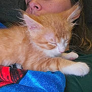 Garfield is registered to the contest to win money with this photo: abyssinian, angora, animal, armchair, blanket, cat, chair, couch, cushion, face, furniture, head, homedecor, kitten, manx, person, pet, siamese, sleeping, towel