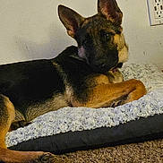 Nala joined the competition — help win amazing prizes! animal, black, brown, carpet, cozy, curious, dog, domestic, ears_up, electrical_outlet, fur, german_shepherd, indoor, looking_at_camera, lying_down, pet_bed, puppy, resting, wall, wooden_trim