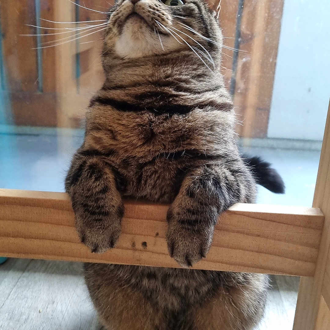Félix participe au concours pour gagner de l'argent avec cette photo : abyssinian, animal, cat, door, face, furniture, hardwood, head, indoors, interiordesign, kitten, manx, person, pet, photography, plywood, portrait, shelf, window, wood