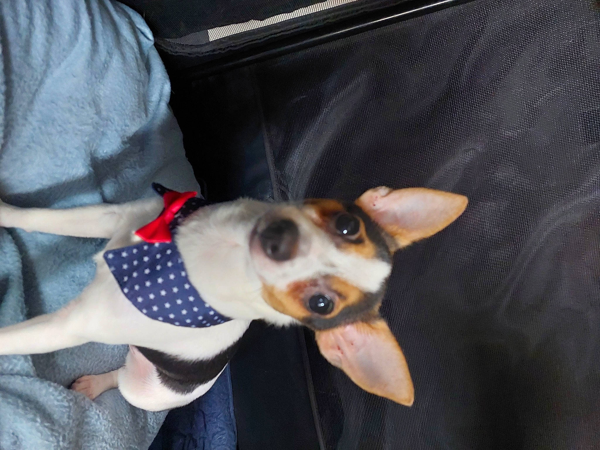 Tessa is registered to the contest to win money with this photo: canidae, carnivore, collar, companion_dog, corgi_chihuahua, dog, dog_breed, dog_collar, dog_supply, ear, fawn, fur, non_sporting_group, pattern, sporting_group, toy_dog, whiskers, working_animal