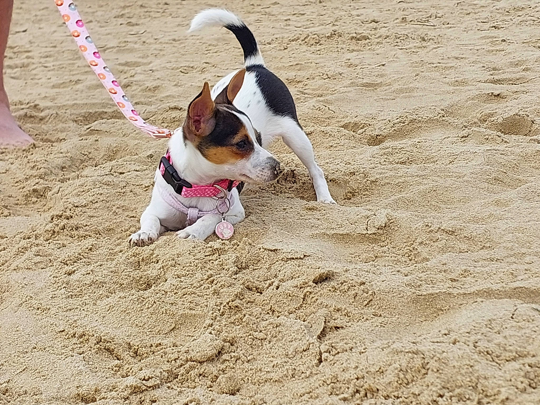 Tessa is registered to the contest to win money with this photo: boston_terrier, canidae, carnivore, collar, companion_dog, dog, dog_breed, dog_collar, dog_supply, fawn, leash, paw, pet_supply, snout, soil, sporting_group, tail, terrier, toy_dog, working_animal