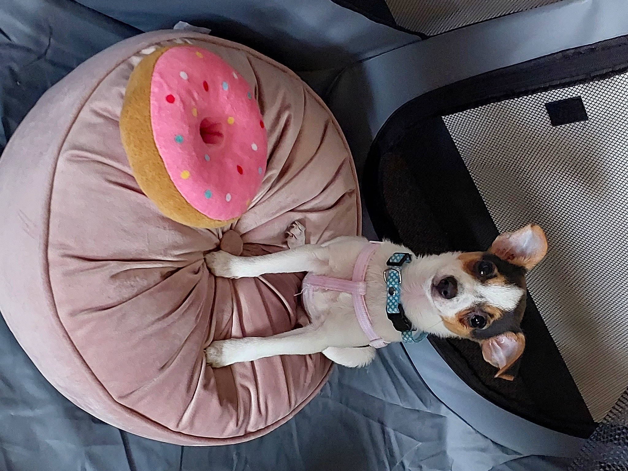 Tessa is registered to the contest to win money with this photo: auto_part, automotive_design, automotive_exterior, automotive_lighting, automotive_wheel_system, bumper, car_seat, family_car, fashion_accessory, fun, hood, luxury_vehicle, magenta, motor_vehicle, pink, trunk, vehicle, vehicle_door, window, windshield