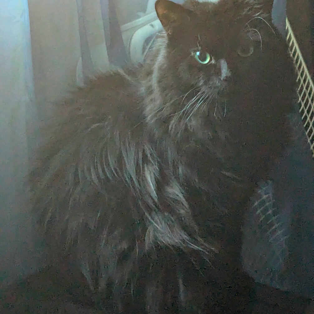 Bizcuit joined the competition — help win amazing prizes! animal, black_cat, cat, cozy, curtain, domestic, eyes, feline, fluffy, fur, home, indoor, light, pet, quiet, relaxing, shadow, sitting, whiskers, window