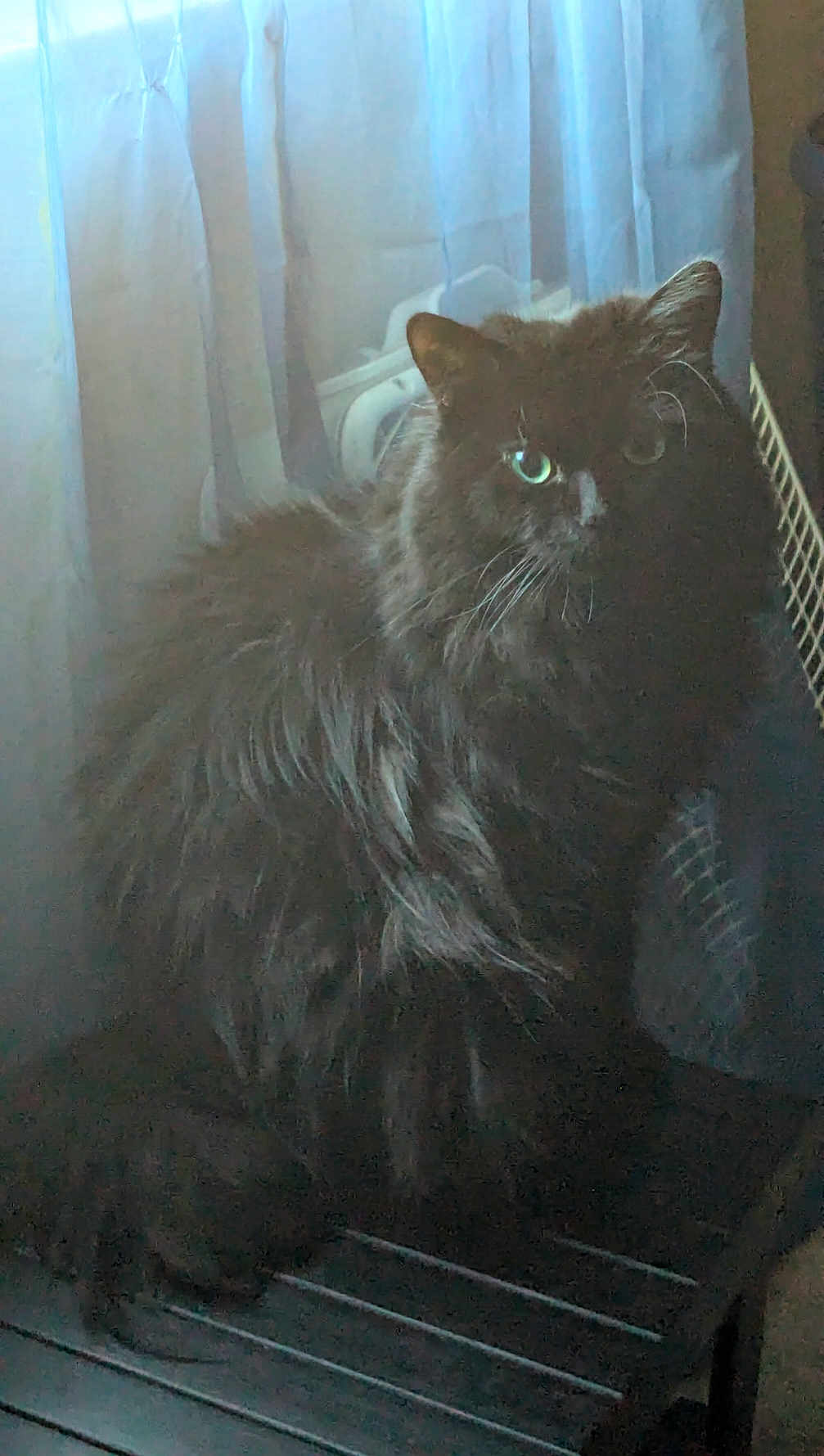 Bizcuit joined the competition — help win amazing prizes! animal, black_cat, cat, cozy, curtain, domestic, eyes, feline, fluffy, fur, home, indoor, light, pet, quiet, relaxing, shadow, sitting, whiskers, window