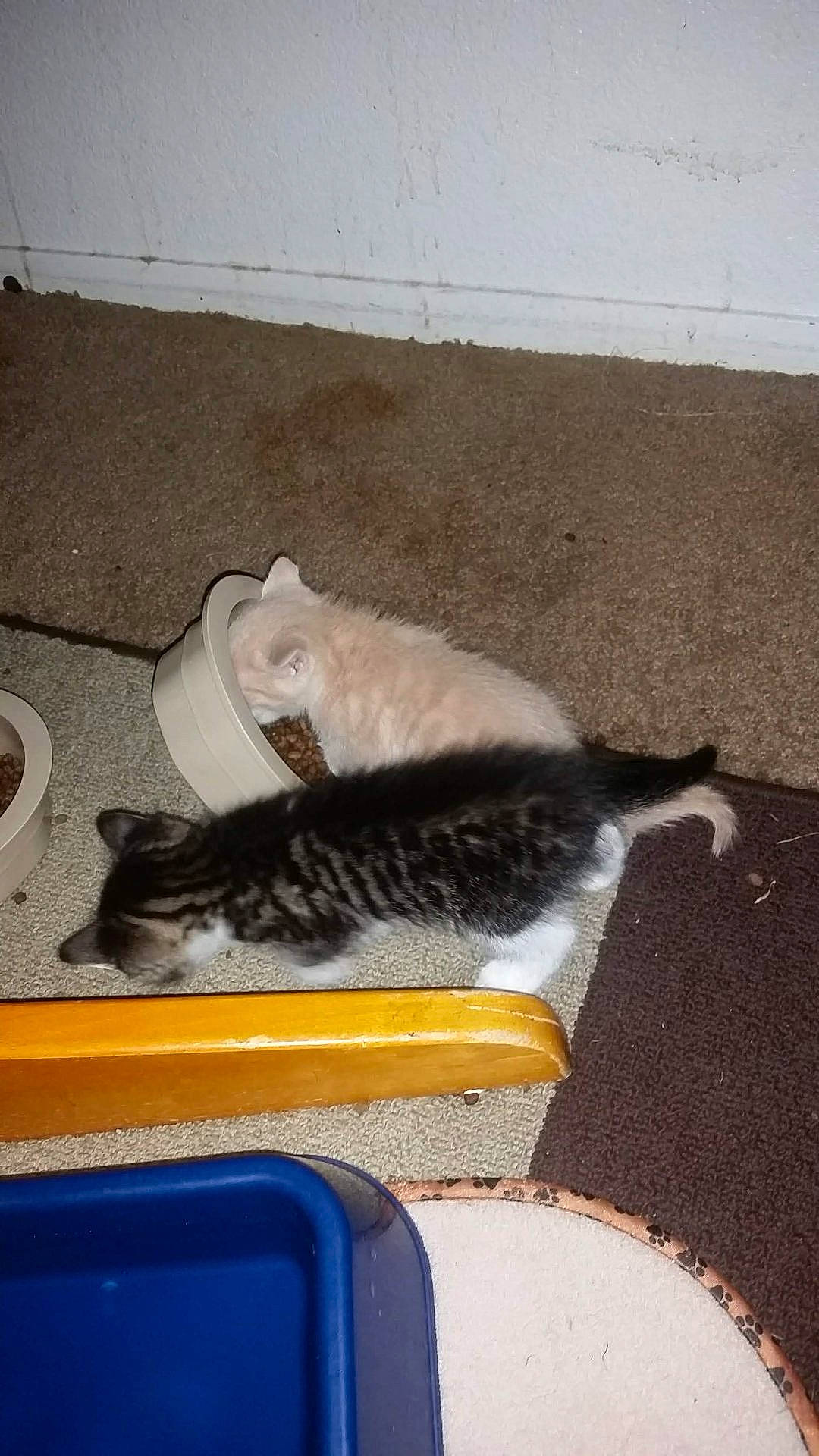 Orange is registered to the contest to win money with this photo: abyssinian, animal, architecture, bowl, building, cat, furniture, indoors, kitten, livingroom, manx, mat, person, pet, plant, pottedplant, room, sleeping, tape, wood