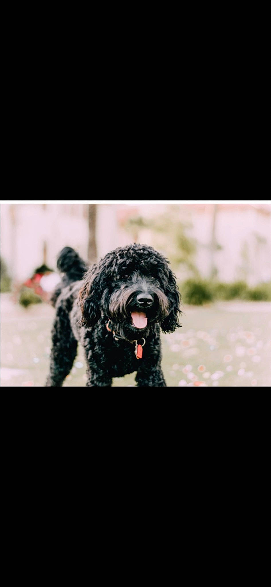 Paisley is registered to the contest to win money with this photo: canidae, carnivore, collar, companion_dog, dog, dog_breed, dog_collar, dog_supply, fur, hair, labradoodle, maltepoo, non_sporting_group, poodle, snout, sporting_group, terrier, toy_dog, water_dog, working_animal