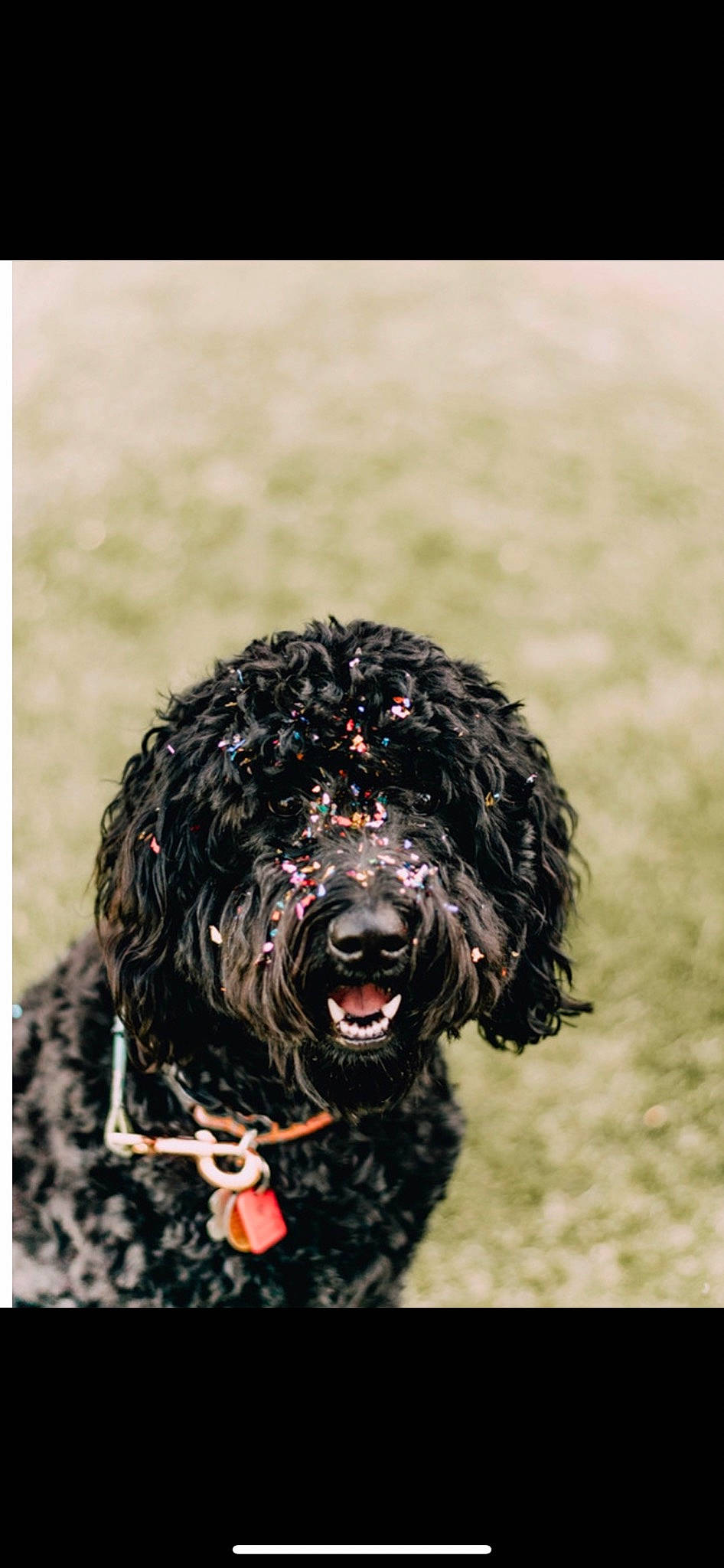 Paisley joined the competition — help win amazing prizes! canidae, carnivore, companion_dog, dog, dog_breed, event, fur, hunting_dog, non_sporting_group, poodle, portuguese_water_dog, snout, sporting_group, terrier, toy_dog, water_dog, working_animal, working_dog