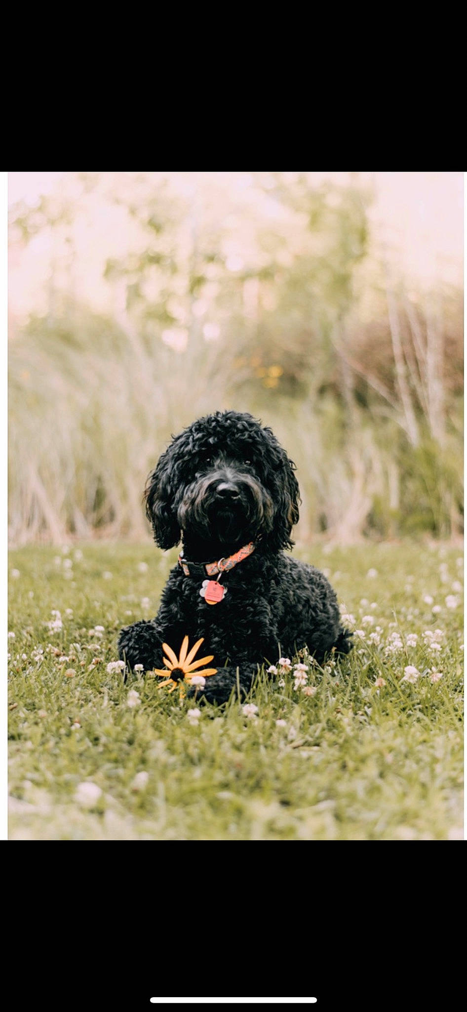 Paisley is registered to the contest to win money with this photo: canidae, carnivore, cockapoo, companion_dog, dog, dog_breed, fur, grass, labradoodle, maltepoo, plant, poodle, poodle_crossbreed, small_terrier, snout, sporting_group, terrier, toy_dog, water_dog, working_animal
