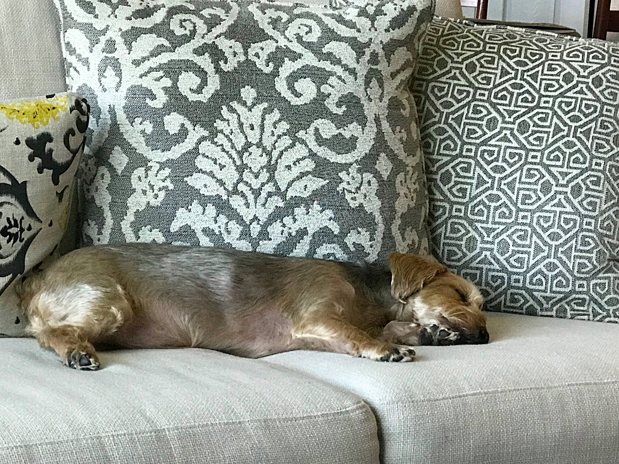 Joey joined the competition — help win amazing prizes! bed, canidae, carnivore, cat, comfort, companion_dog, couch, dog, dog_breed, fawn, felidae, furniture, interior_design, room, slipcover