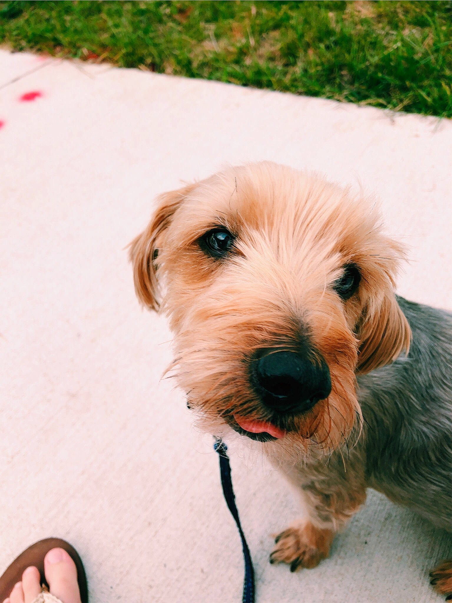 Joey joined the competition — help win amazing prizes! basset_fauve_de_bretagne, bosnian_coarse_haired_hound, canidae, carnivore, companion_dog, dog, dog_breed, grand_basset_griffon_vendeen, irish_soft_coated_wheaten_terrier, mammal, norfolk_terrier, petit_basset_griffon_vendeen, puppy, rare_breed_dog, schnoodle, snout, sporting_group, sporting_lucas_terrier, terrier, vertebrate