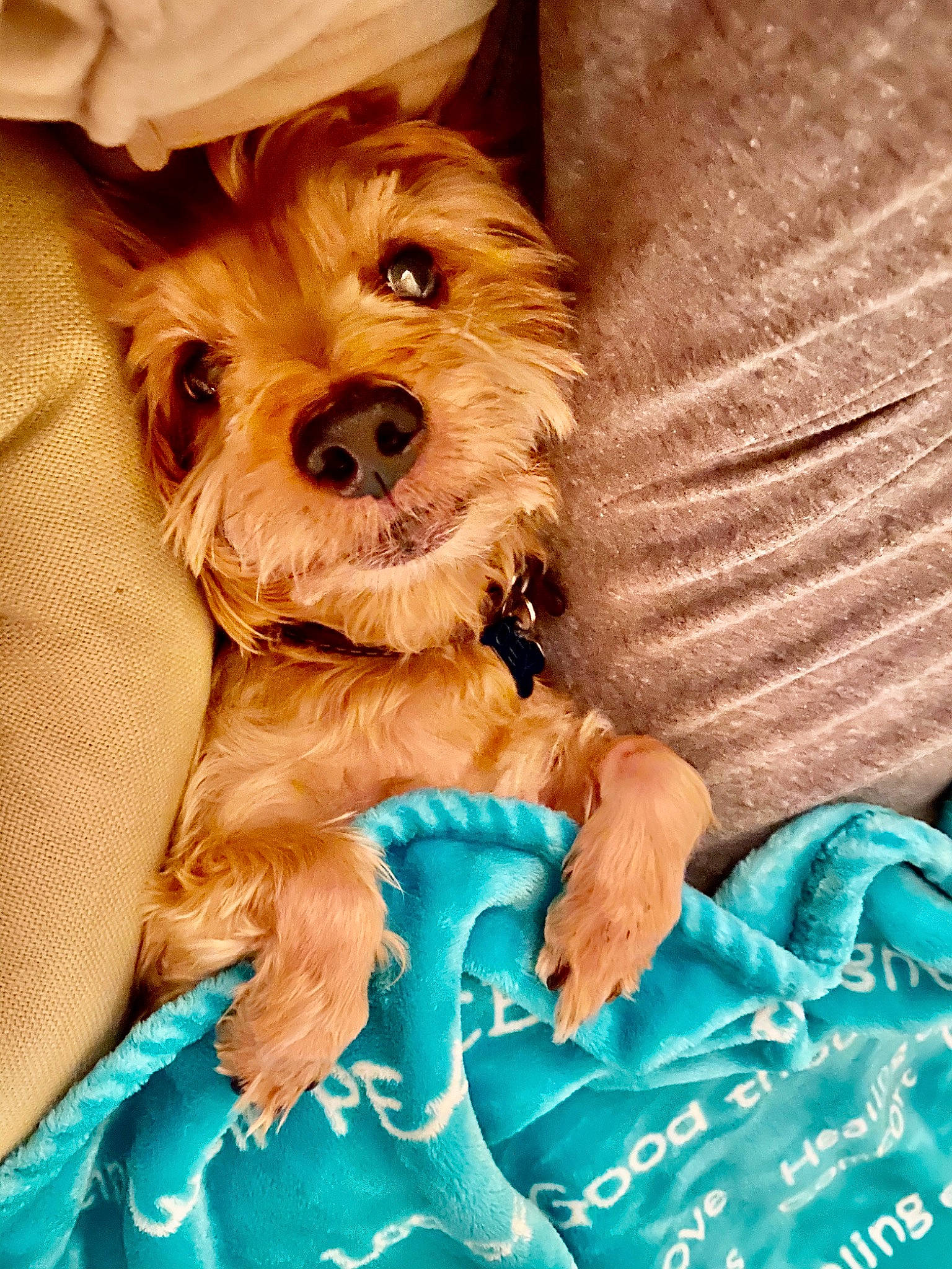 Joey is registered to the contest to win money with this photo: canidae, carnivore, cavachon, cavapoo, cockapoo, companion_dog, dog, dog_breed, maltepoo, mammal, morkie, norfolk_terrier, puppy, schnoodle, small_terrier, sporting_group, terrier, toy_dog, yorkipoo, yorkshire_terrier