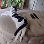 cat, black_and_white, lounging, ottoman, tufted_furniture, remote_control, houseplant, indoor, carpet, relaxed, pet, feline, living_room, cozy, resting, tail, fur, pink_paws, white, green_plant