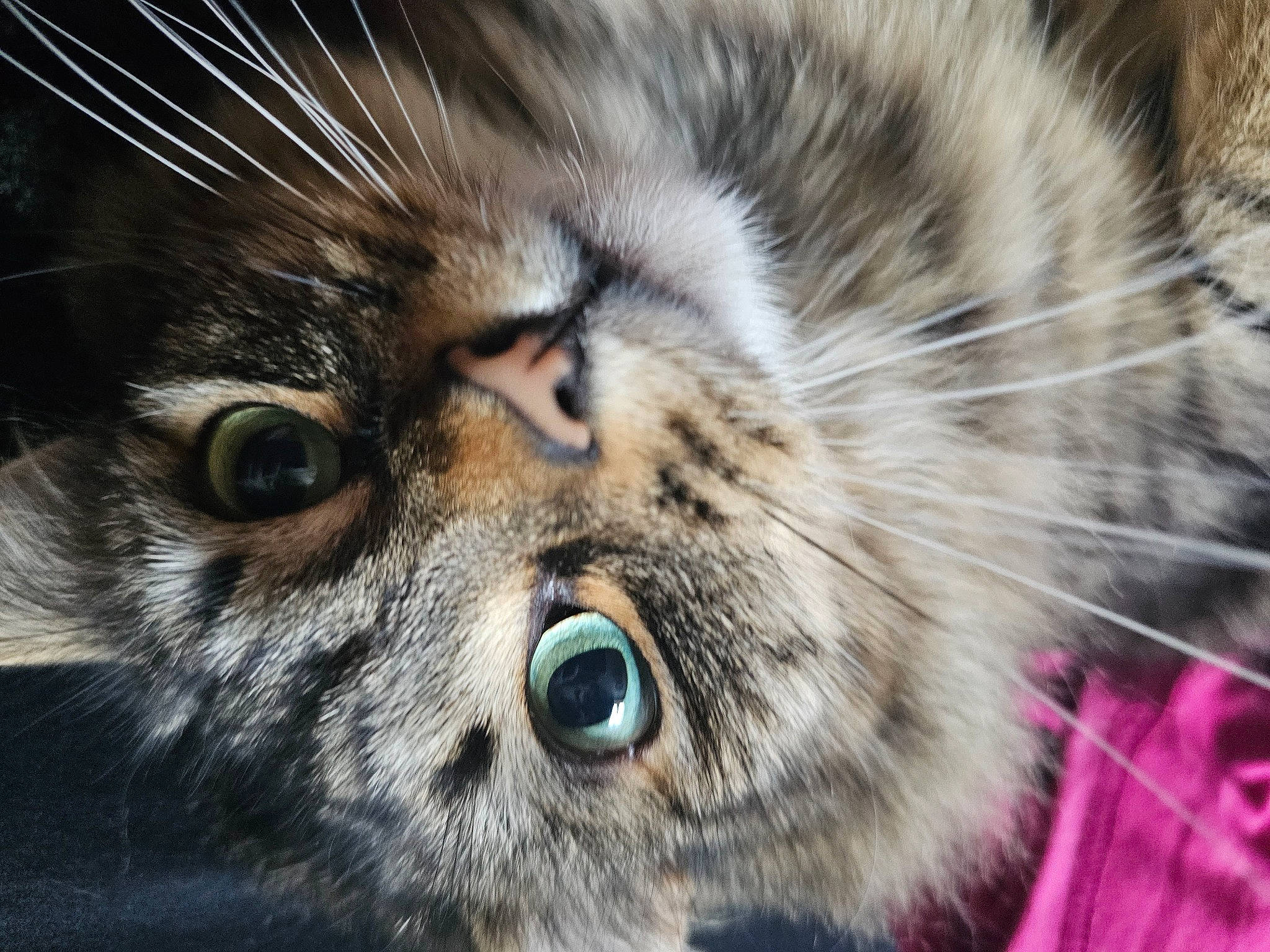 Ella joined the competition — help win amazing prizes! carnivore, cat, close_up, domestic_short_haired_cat, felidae, fur, grass, lynx, macro_photography, paw, photography, small_to_medium_sized_cats, snout, terrestrial_animal, whiskers, wildlife