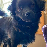 Bear is registered to the contest to win money with this photo: dog, black_dog, pet, indoor, window, fur, close_up, portrait, paws, eyes, nose, whiskers, tail, standing, wooden_window_frame, towel, blanket, purple_fabric, curious, domestic_animal