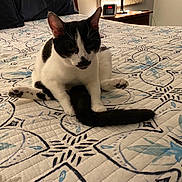 Sully is registered to the contest to win money with this photo: cat, black_and_white_cat, bed, bedspread, patterned_bedspread, indoor, pet, feline, tail, legs, curious, sitting, nightstand, clock, lamp, cozy, home, animal, fur, whiskers