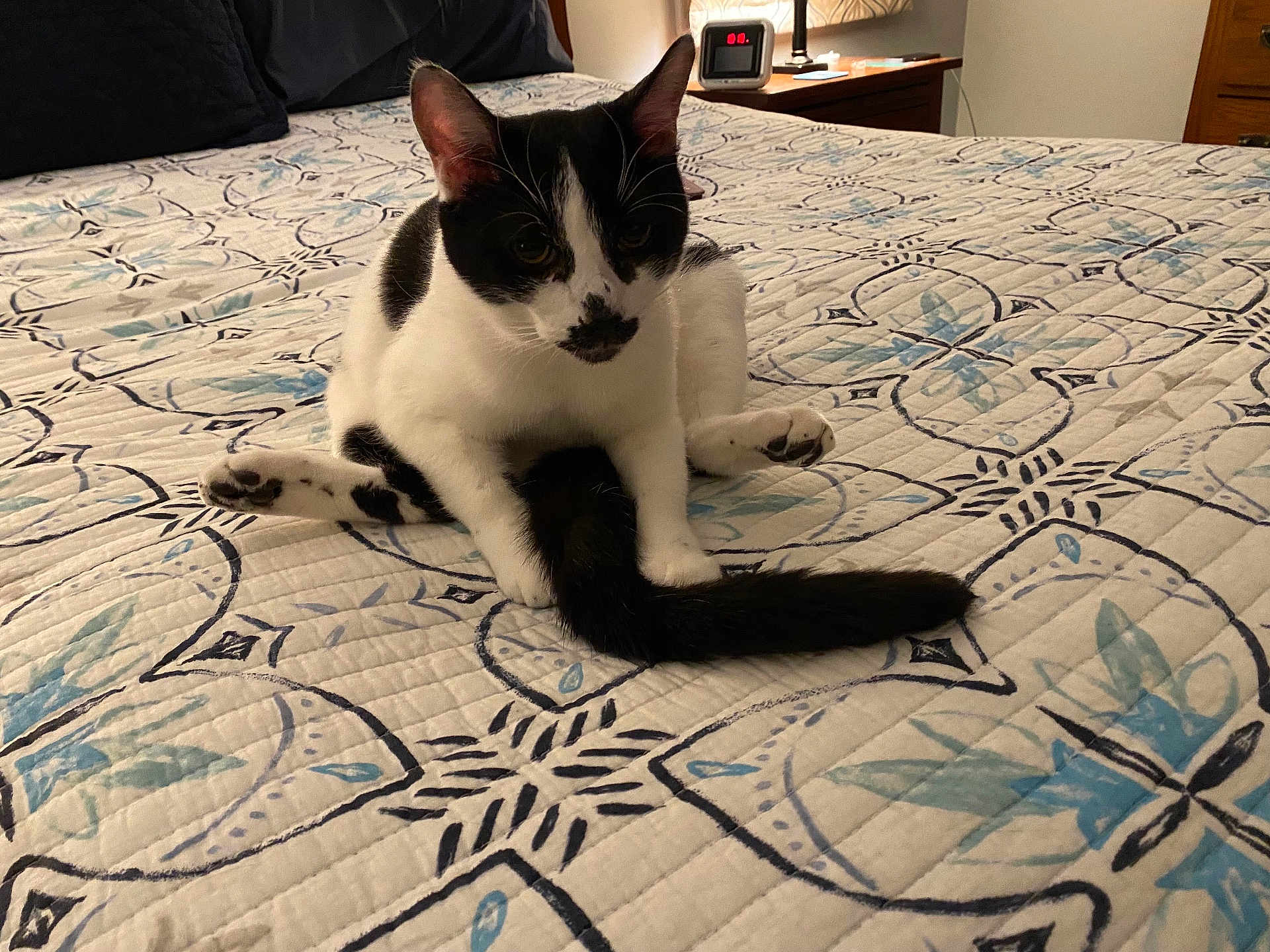 Sully is registered to the contest to win money with this photo: cat, black_and_white_cat, bed, bedspread, patterned_bedspread, indoor, pet, feline, tail, legs, curious, sitting, nightstand, clock, lamp, cozy, home, animal, fur, whiskers