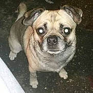 Jack-Jack is registered to the contest to win money with this photo: dog, pug, canine, pet, animal, portrait, close_up, wrinkled_face, wide_eyes, curled_tail, short_fur, tan_fur, black_fur, standing, outdoor, pavement, flash_photography, looking_at_camera, funny_expression, companion_animal