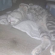 Asher joined the competition — help win amazing prizes! cat, sleeping, floor, towel, striped, pet, indoor, feline, relaxing, animal, paw, resting, cozy, tabby, fur, quiet, home, cute, mammal, domestic