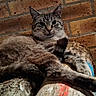 Noumi a rejoint le concours — aidez-le/la à gagner de superbes lots ! cat, tabby, animal, pet, feline, logs, woodpile, brick_wall, resting, relaxed, indoor, fur, whiskers, ears, tail, looking, eyes, portrait, nature, cozy