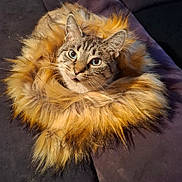 Noumi participe au concours pour gagner de l'argent avec cette photo : cat, tabby, fur_collar, fluffy, pet, animal, indoor, close_up, curious, face, whiskers, ears, eyes, couch, fabric, cozy, resting, cute, portrait, domestic_animal