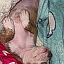 Bambi is registered to the contest to win money with this photo: puppy, sleeping, blanket, fur, paw, cozy, cute, pet, animal, relaxed, indoor, soft, resting, canine, snuggle, comfort, young, brown, white, nose