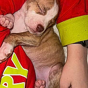 Bambi is registered to the contest to win money with this photo: puppy, sleeping, dog, hand, red_clothing, marvel, paw, cute, cozy, person, resting, blanket, relaxation, fur, nail, young_animal, indoor, soft, comfort, casual