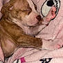 Bambi joined the competition — help win amazing prizes! puppy, sleeping, dog, pink_blanket, cozy, cute, fur, paw, face, rest, animal, young, domestic_animal, pet, soft_texture, relaxation, indoor, comfort, closeup, adorable