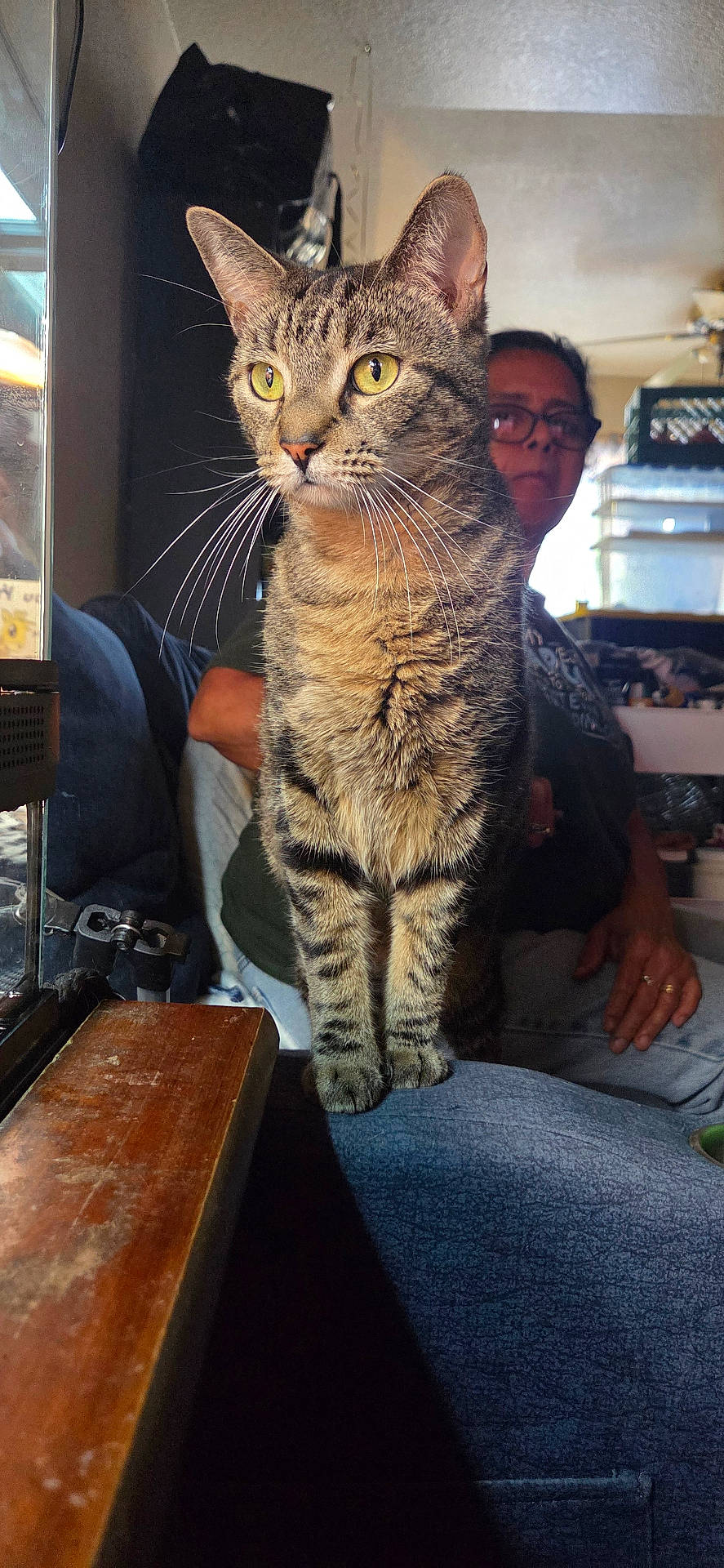 Penelope Penny Lane is registered to the contest to win money with this photo: background, casual, cat, cozy, fur, furniture, glasses, home, indoor, light, person, portrait, relaxed, shadow, sitting, tabby, whiskers, window, wood, yellow_eyes