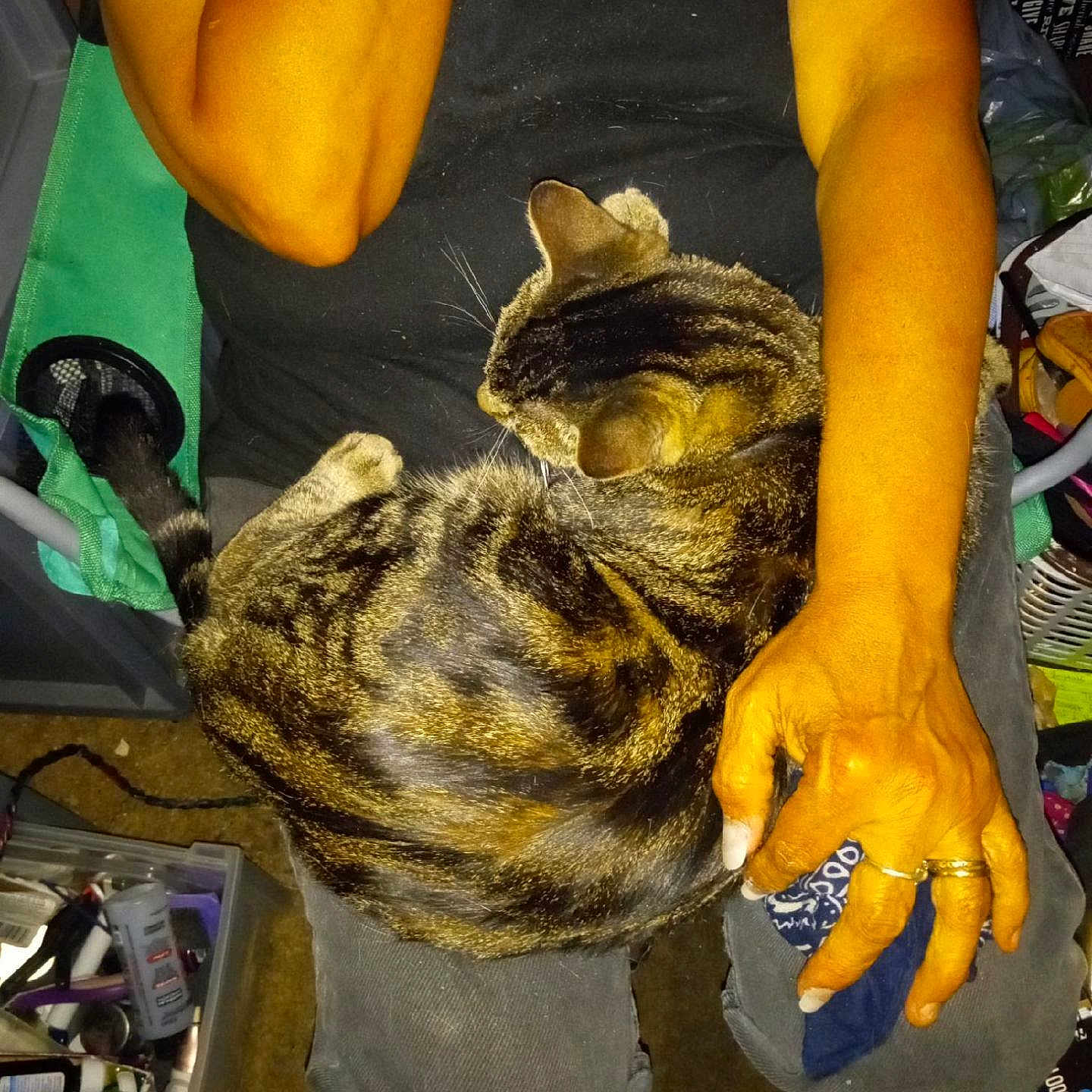 Penelope Penny Lane joined the competition — help win amazing prizes! arm, cat, chair, clothing, clutter, fabric, furniture, green_chair, hand, household_items, indoor, lap, person, pet, relaxing, resting, ring, sitting, striped_fur, tabby_cat