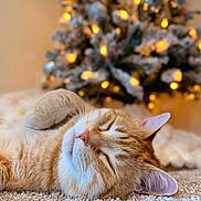 Buddy is registered to the contest to win money with this photo: cat, orange_tabby, sleeping, carpet, indoor, close_up, feline, pet, cozy, relaxed, holiday, christmas_tree, lights, blurred_background, whiskers, ears, fur, cute, resting, domestic_cat